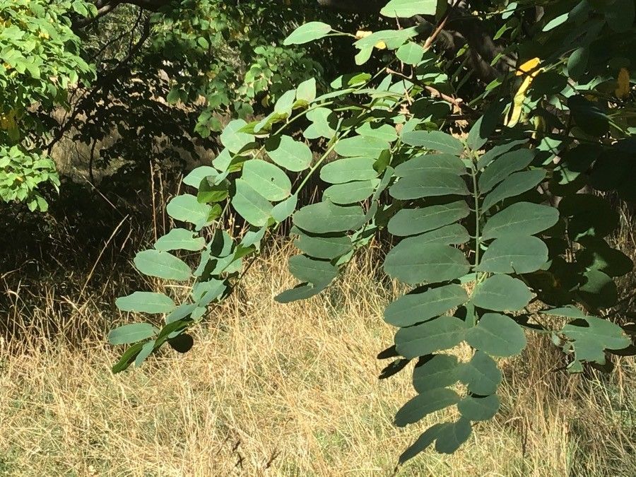 Robinia luxurians