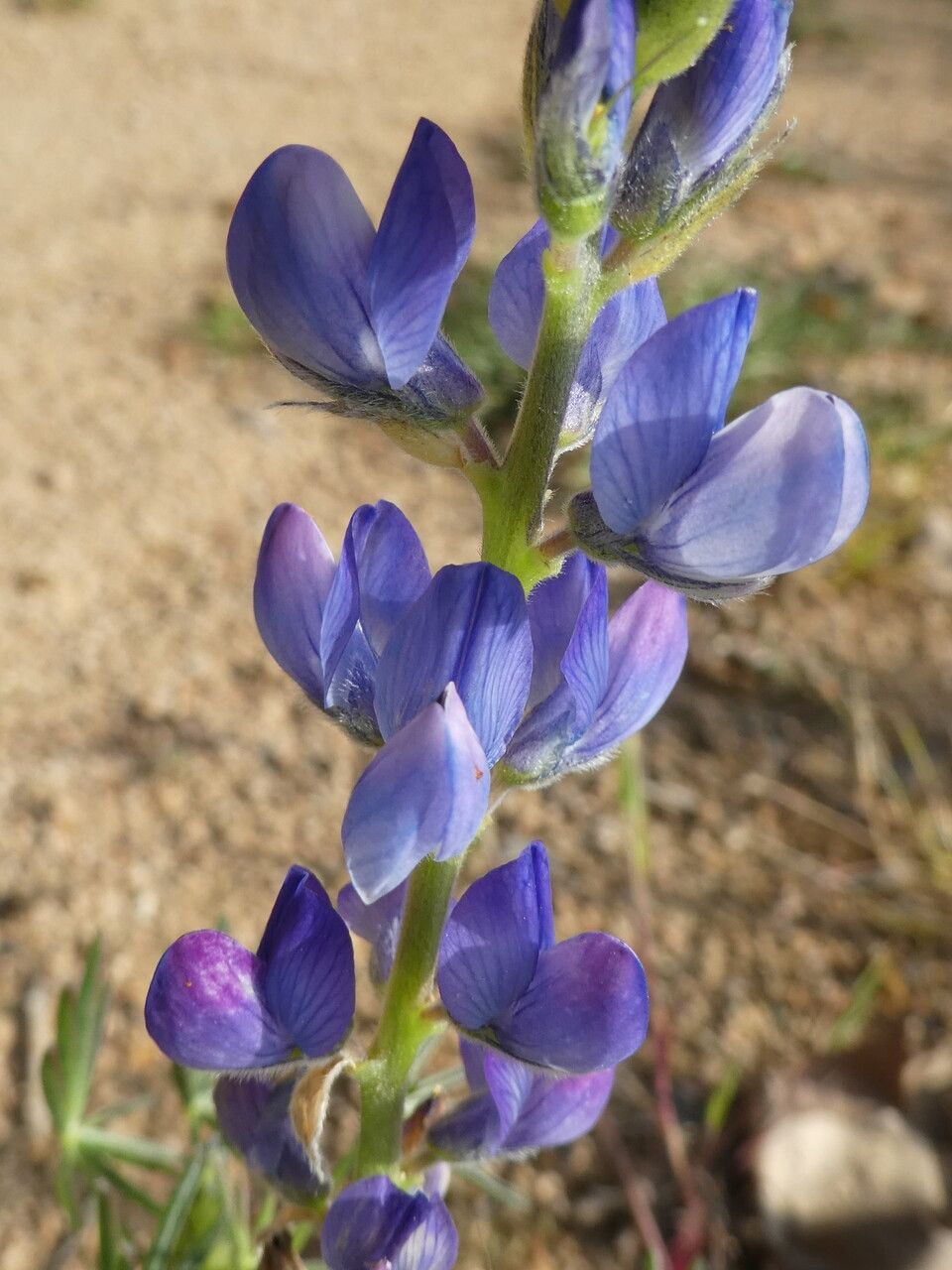 Lupinus angustifolius flower
