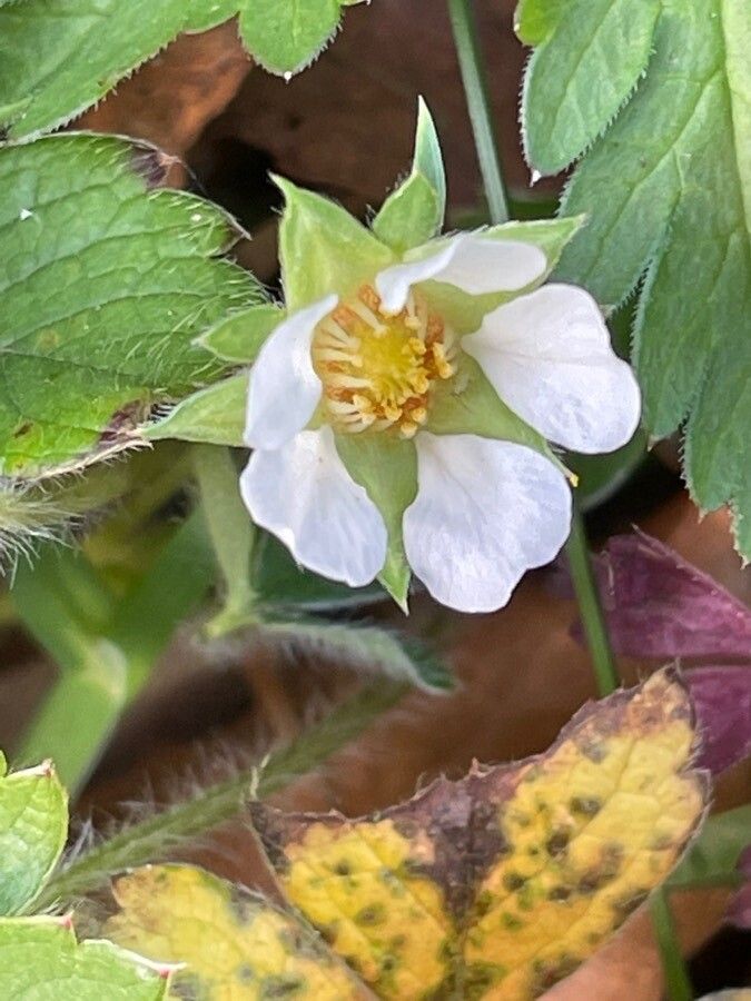 Potentilla sterilis flower