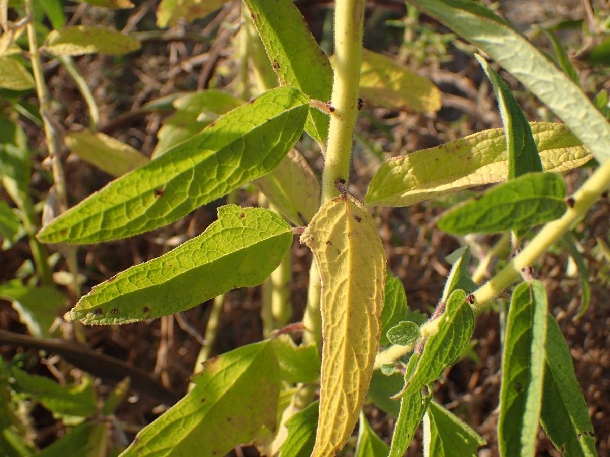 Sesamum radiatum — search result for 'Pedaliaceae'
