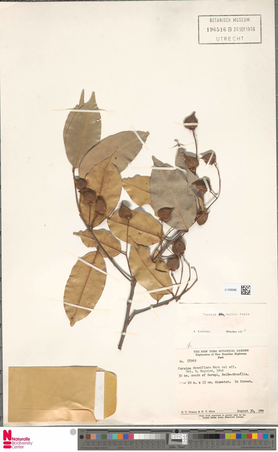 Caraipa valioi fruit