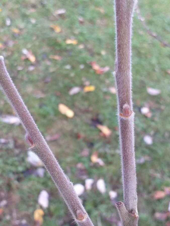 Salix hookeriana bark