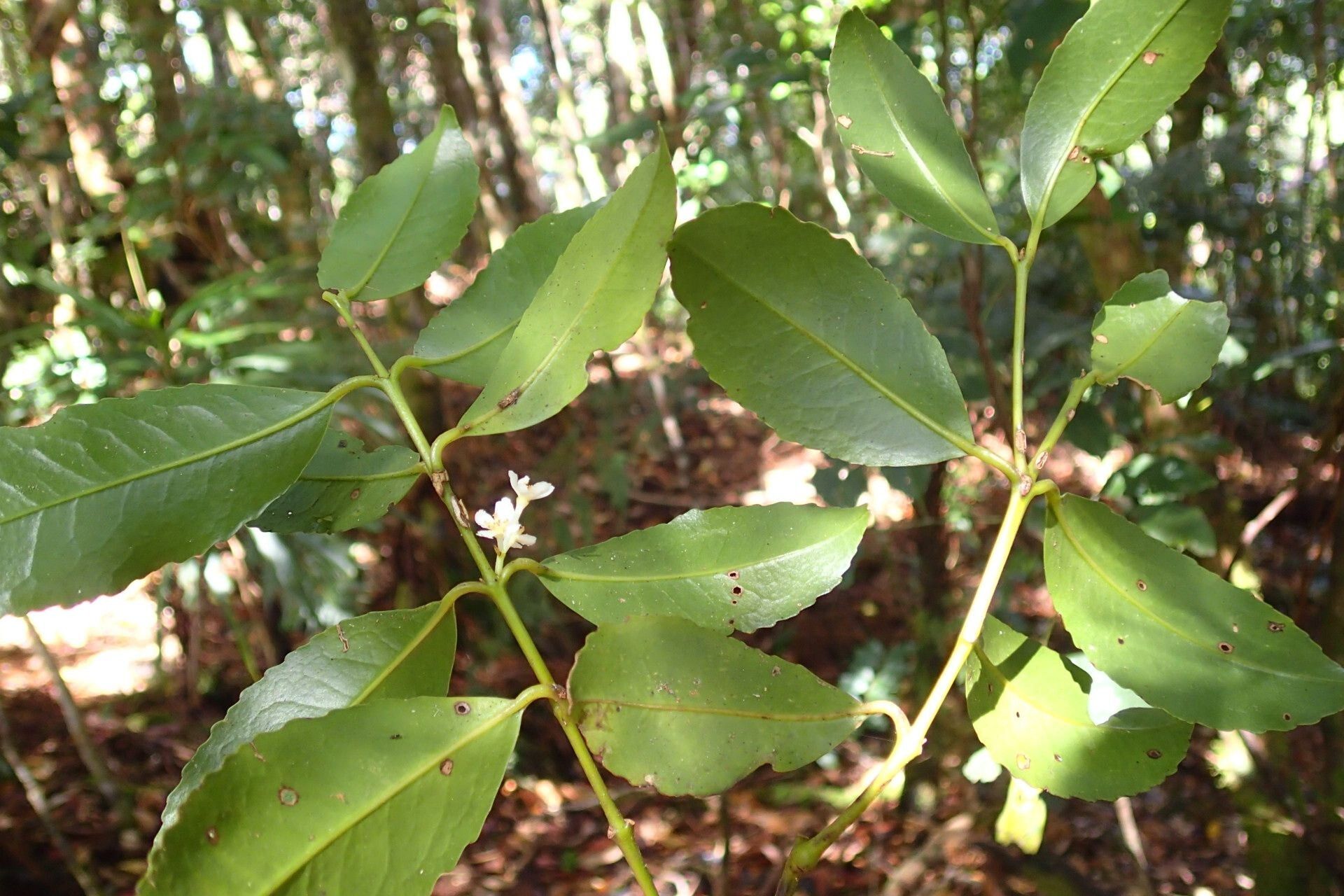 Nemuaron vieillardii habit