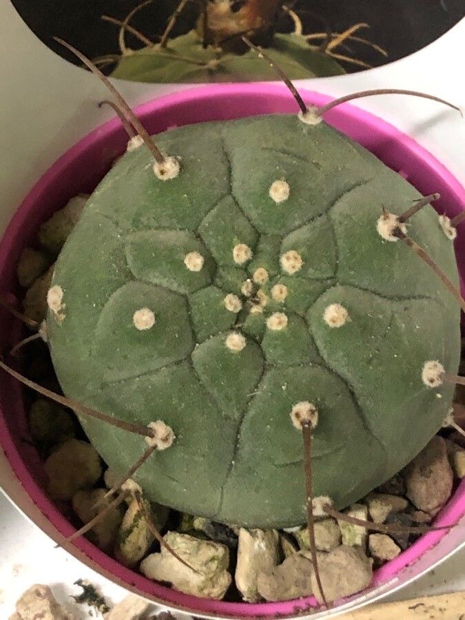 Matucana madisoniorum leaf