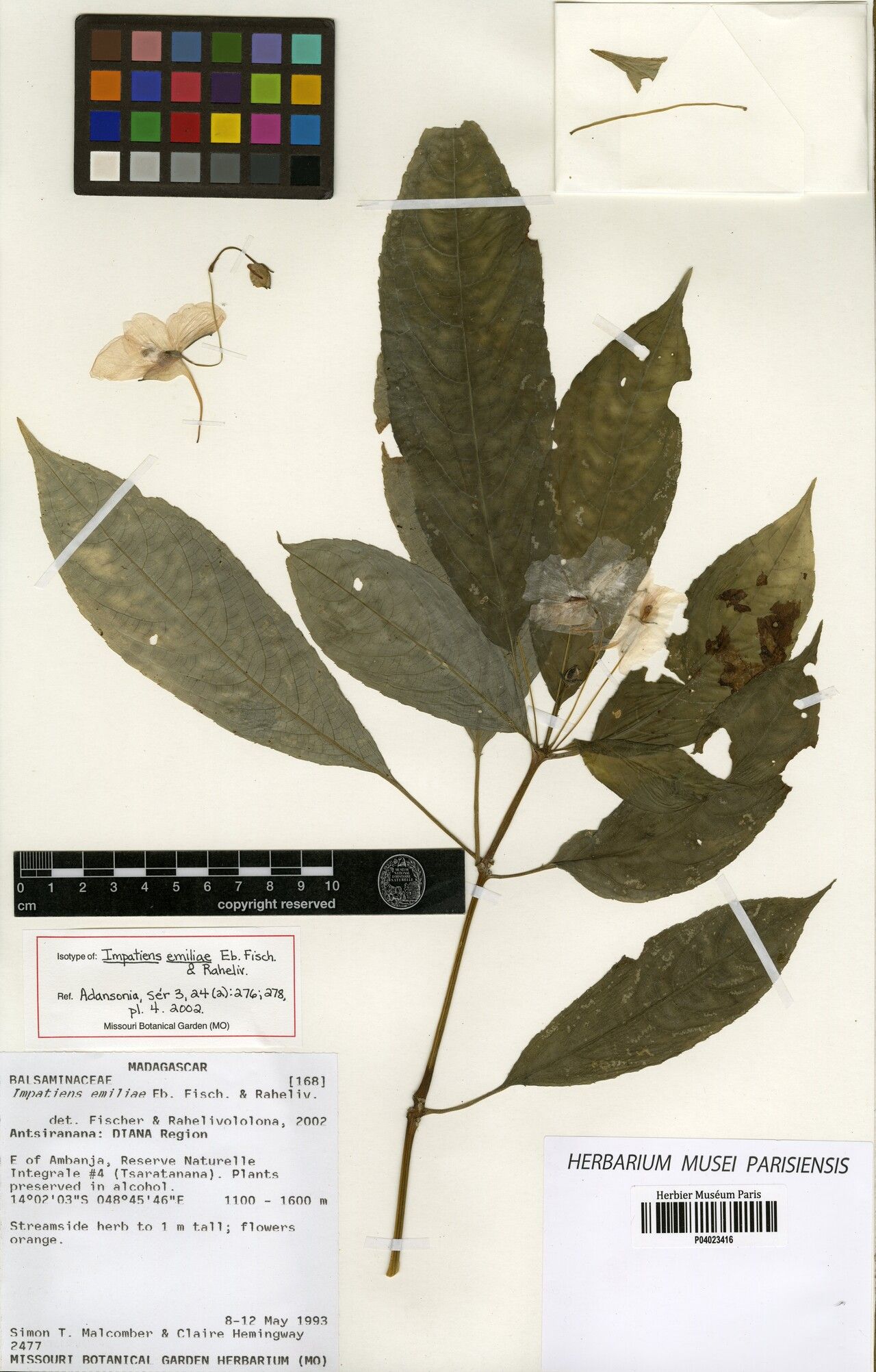 Impatiens emiliae — houseplant care guide