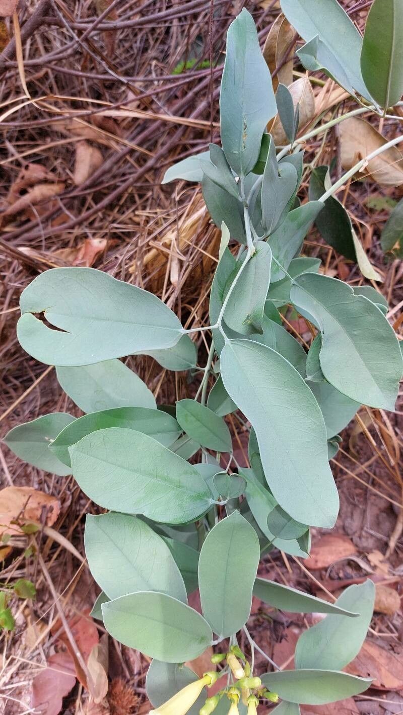 Anemopaegma glaucum — houseplant care guide