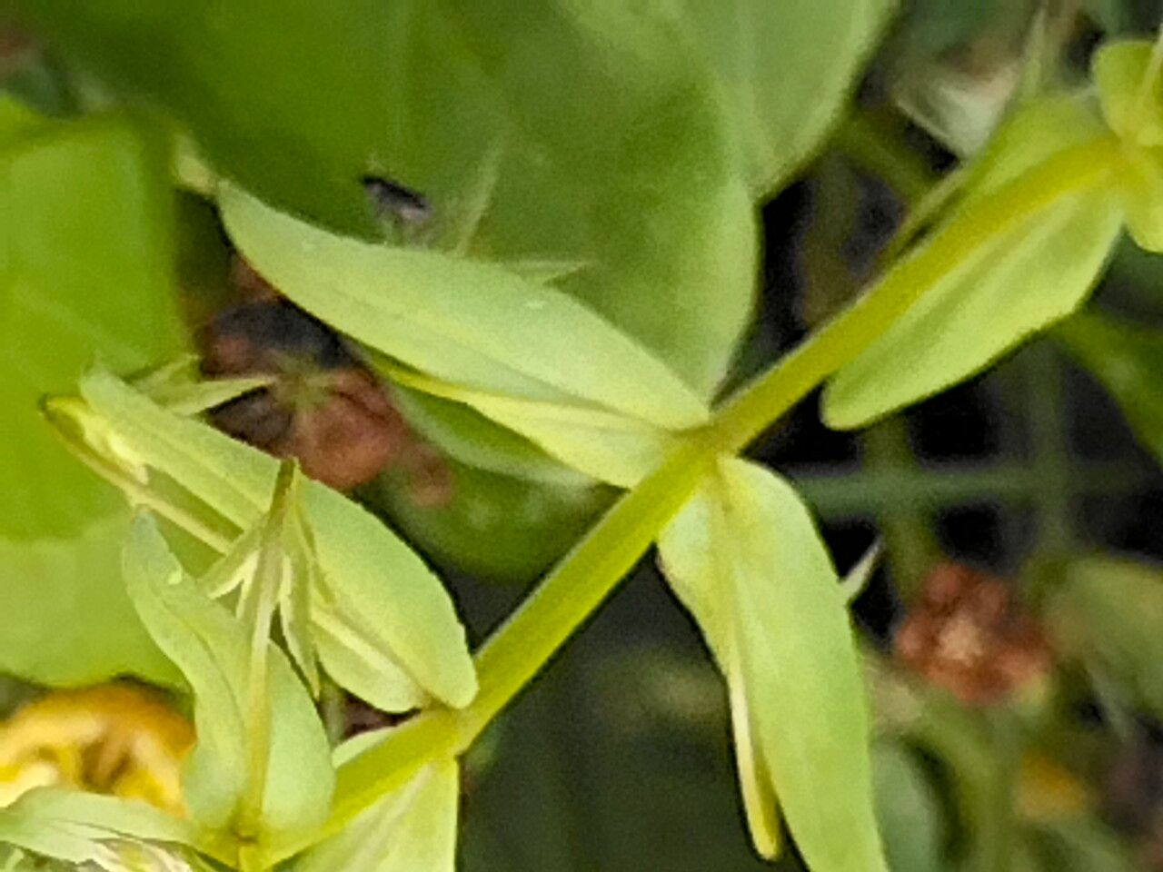 Lysimachia monelli bark