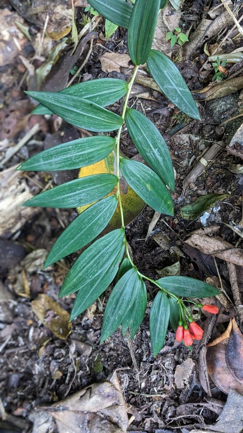 Bomarea distichifolia habit