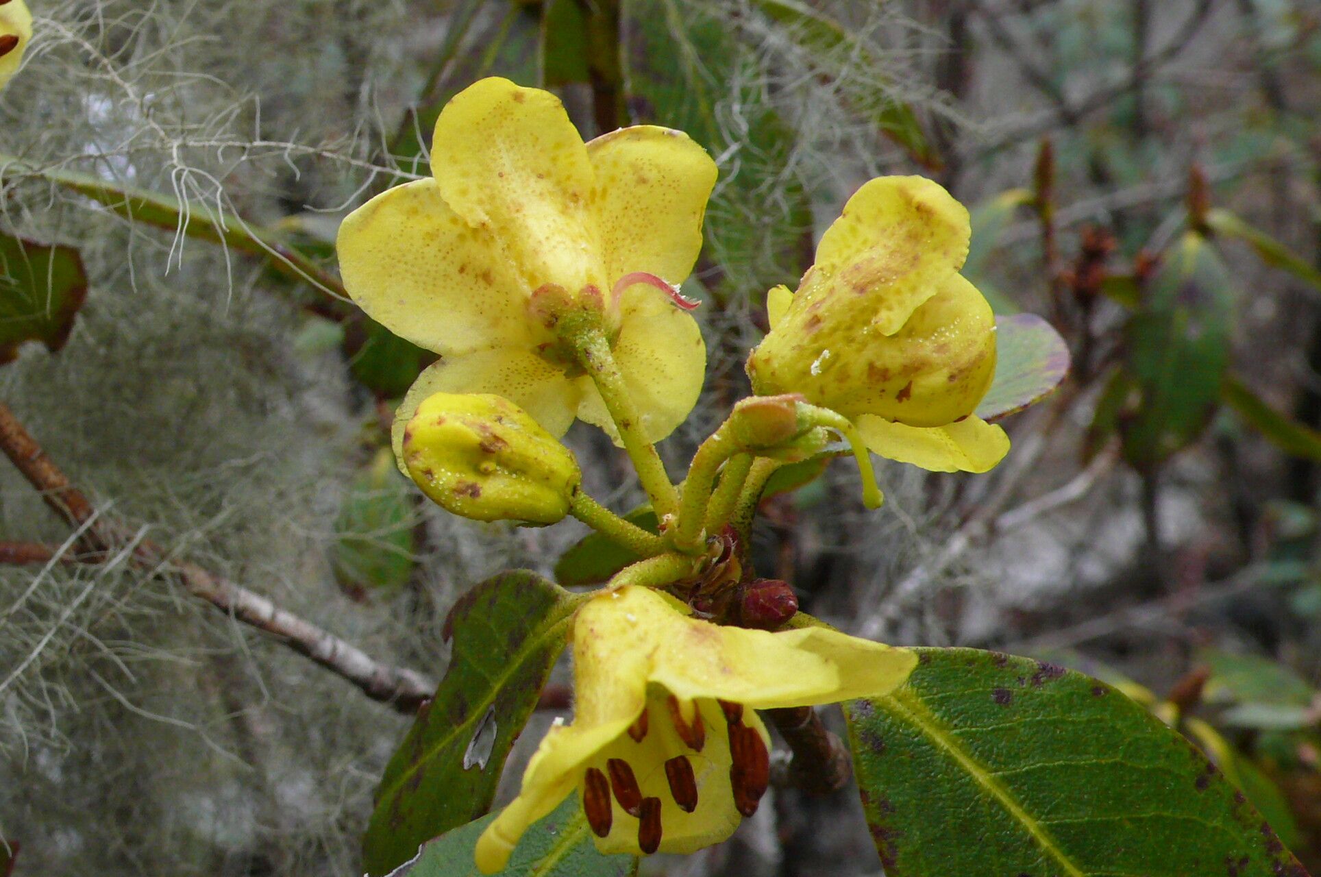 Rhododendron sulfureum flower