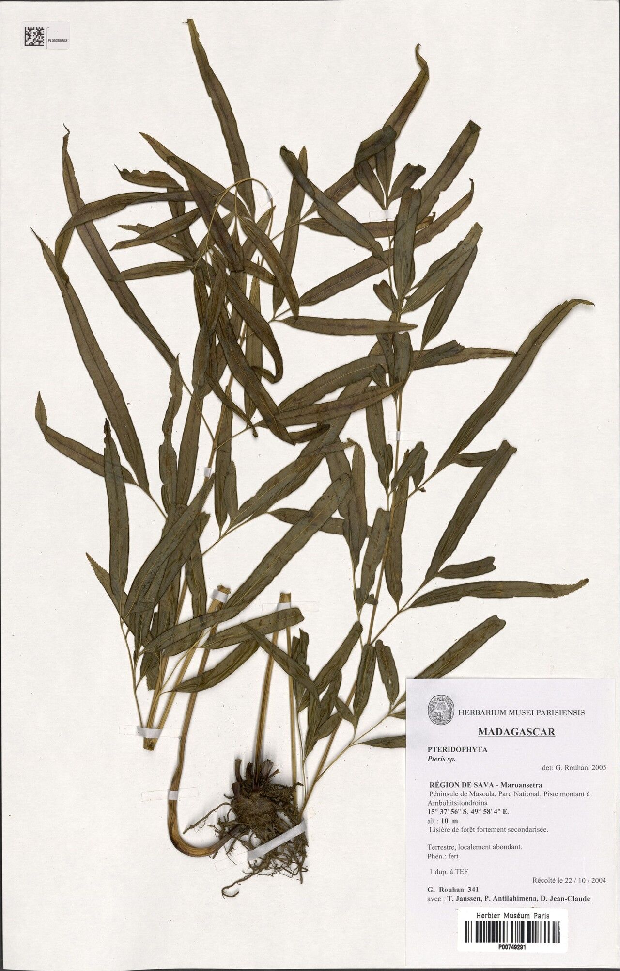 Pteris laurea — search result for 'Pteris'