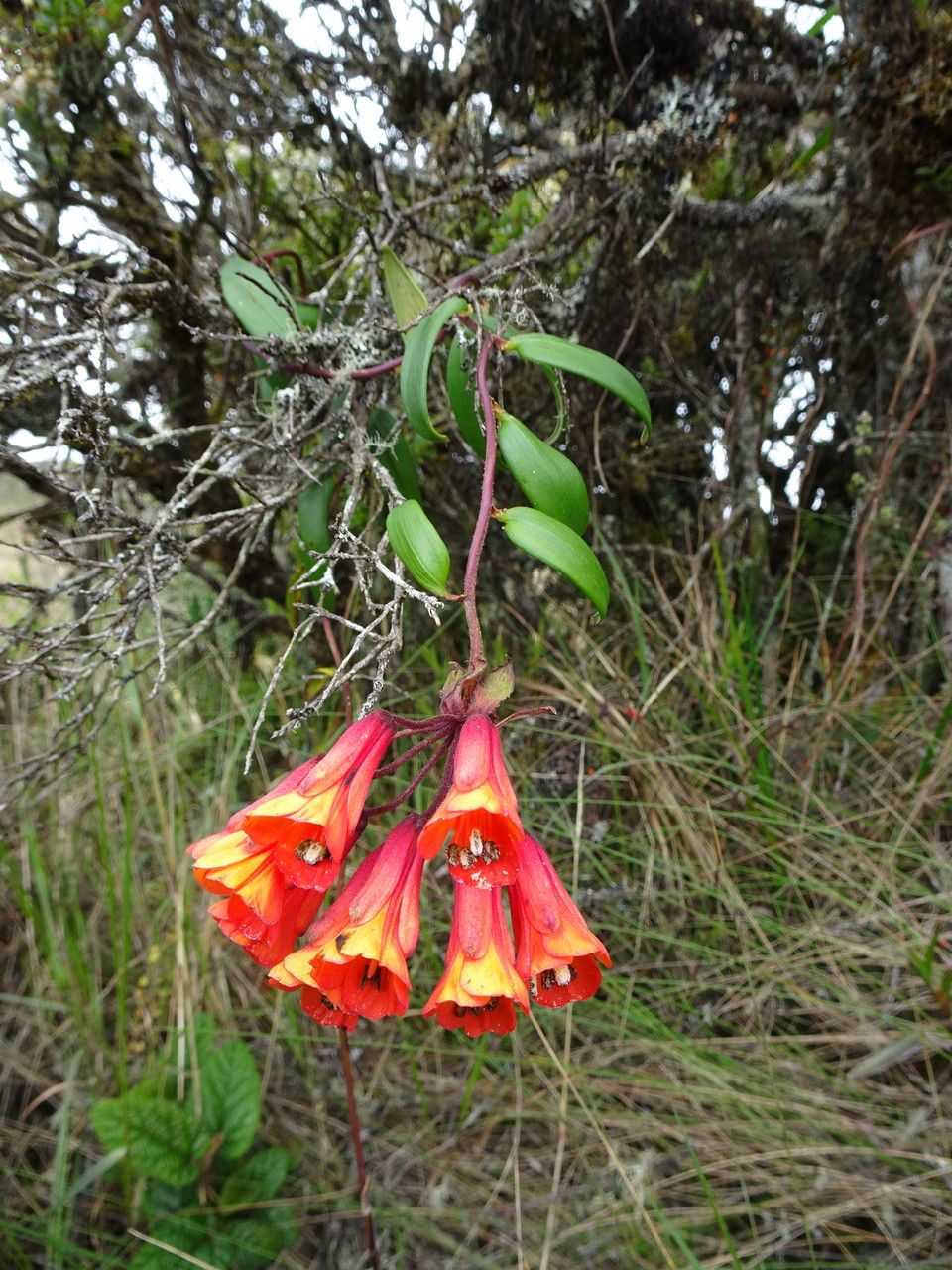 Bomarea crassifolia habit