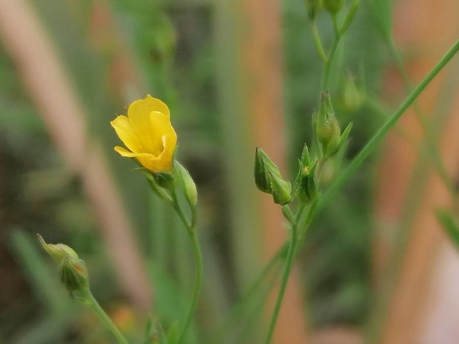 Linum trigynum flower