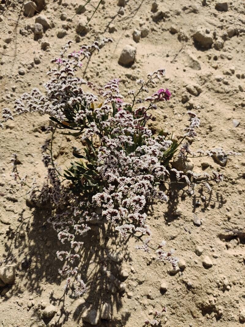 Limonium axillare flower