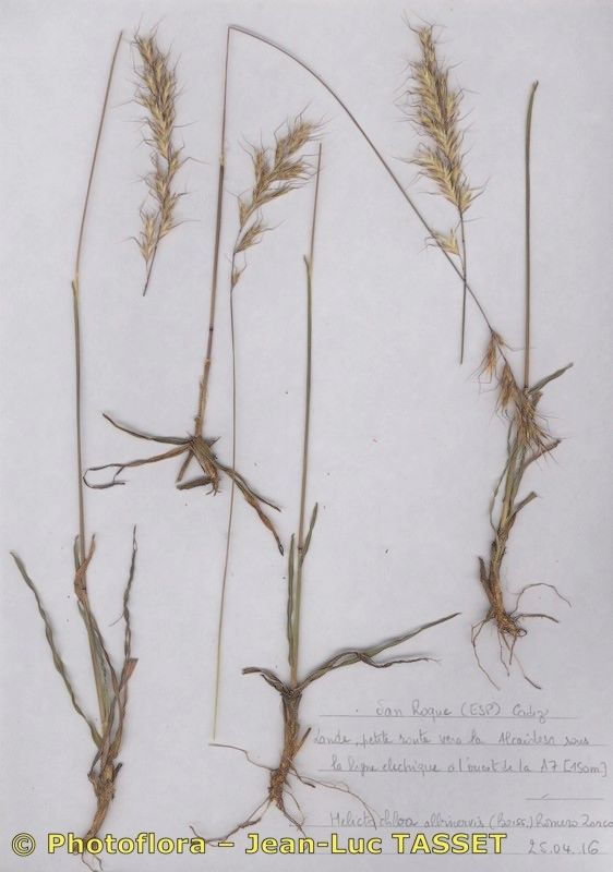Helictochloa albinervis habit