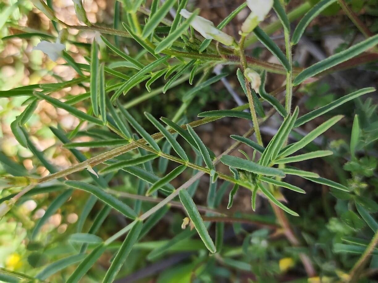 Astragalus siliquosus leaf