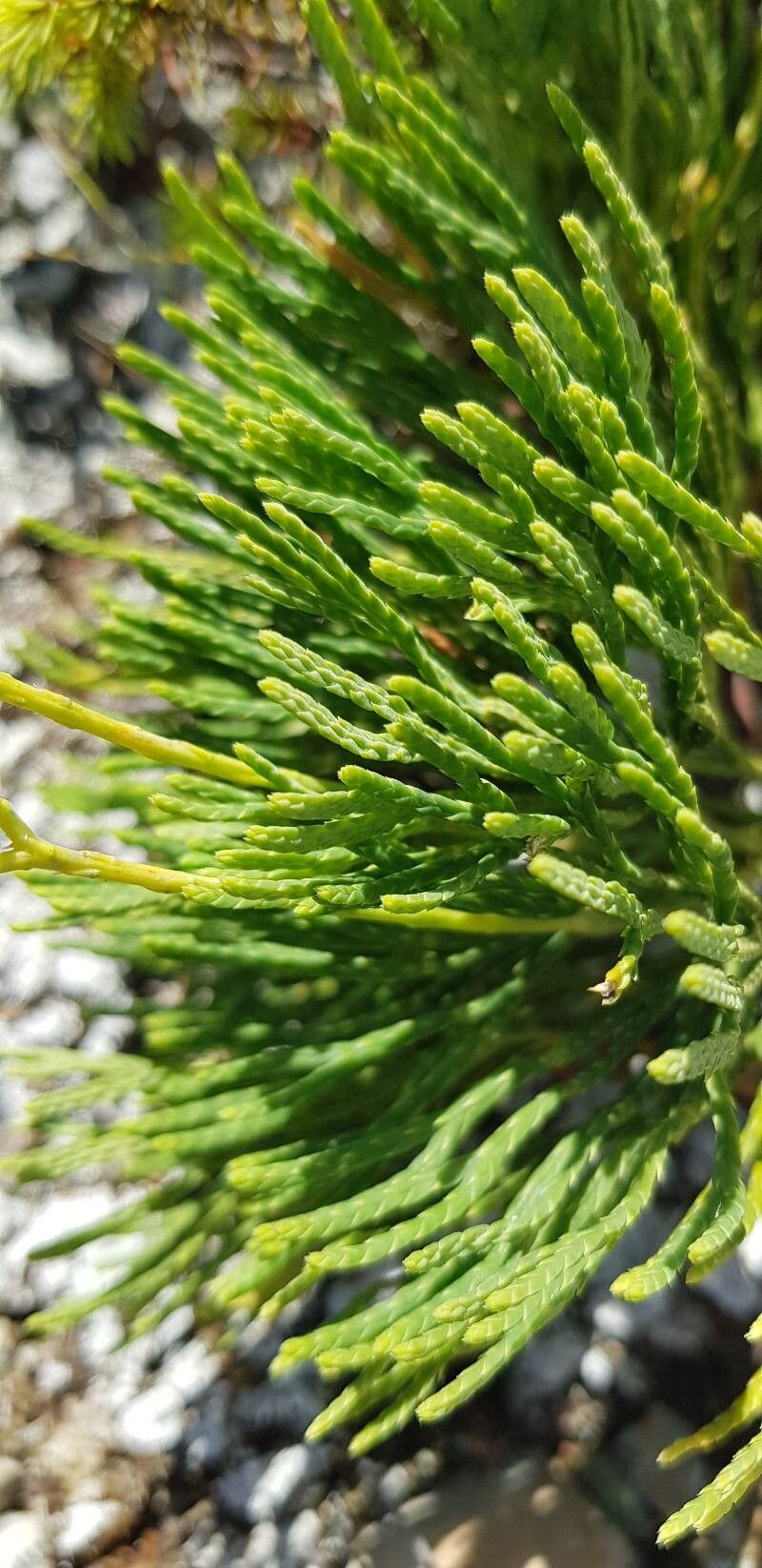 Lycopodium tristachyum — search result for 'Lycopodium'