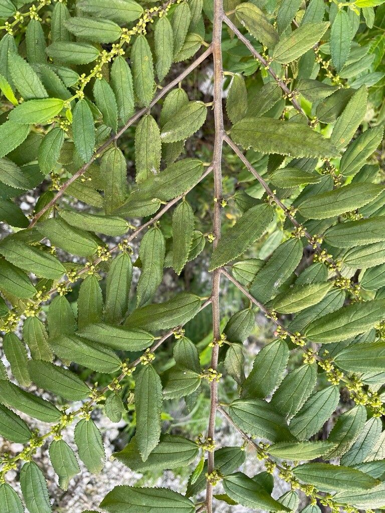 Trema lamarckianum — related species from the same genus