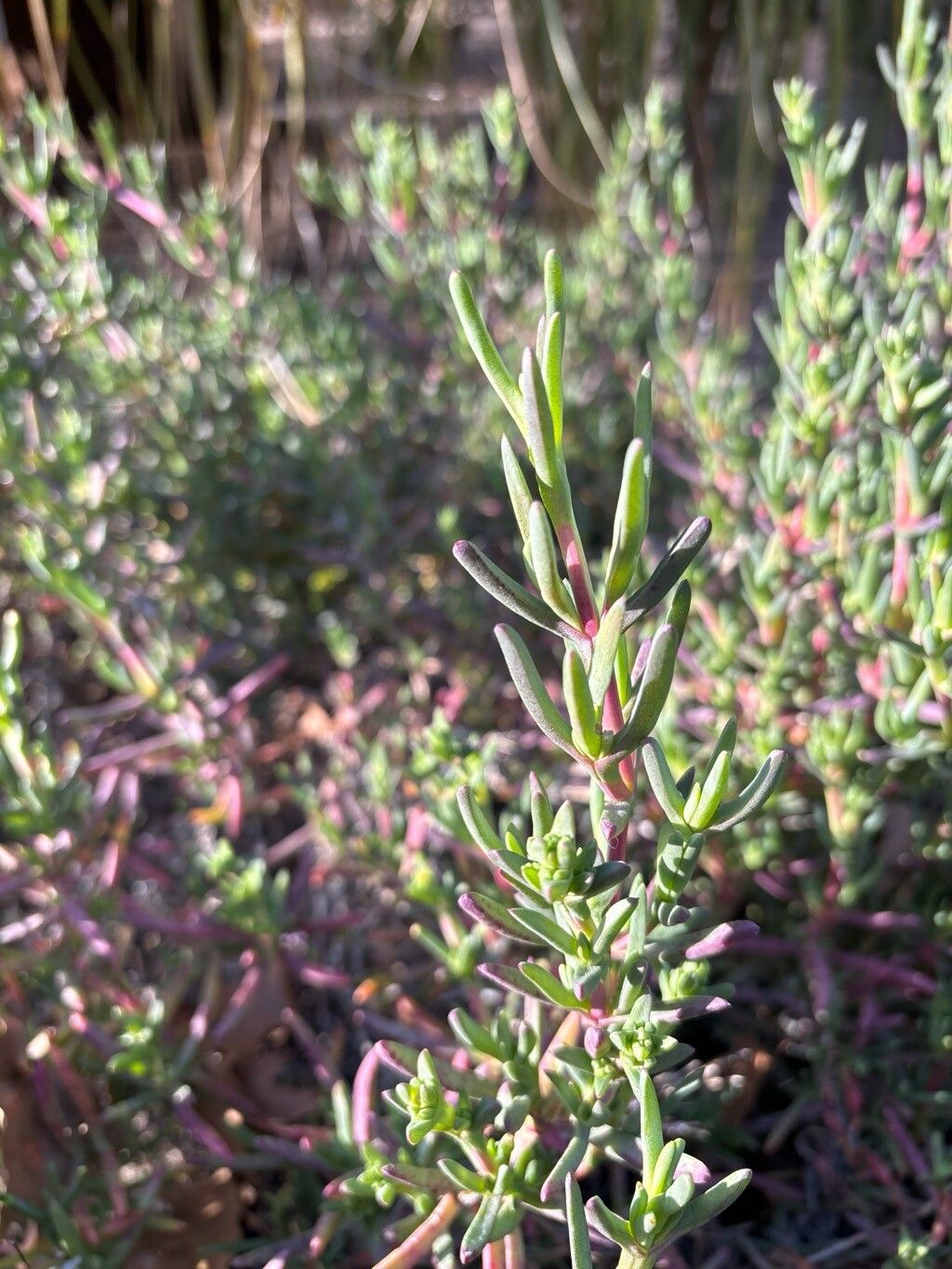 Lampranthus blandus — related species from the same genus