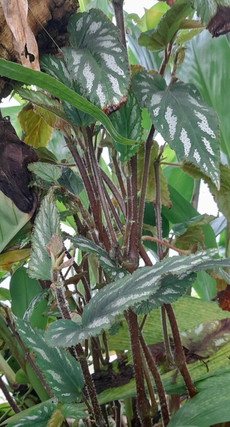 Begonia mariachristinae habit