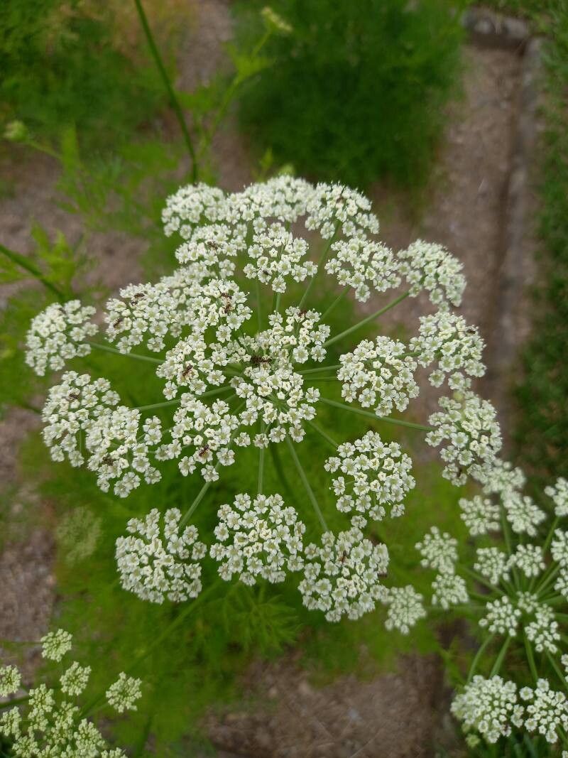 Peucedanum rablense flower