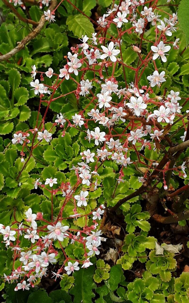 Saxifraga × urbium flower