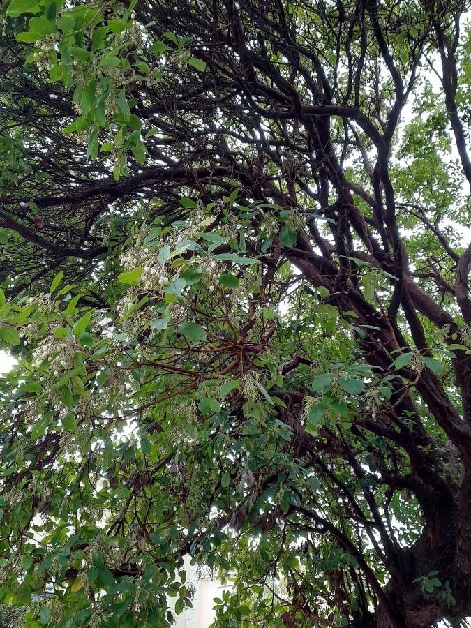 Arbutus menziesii flower