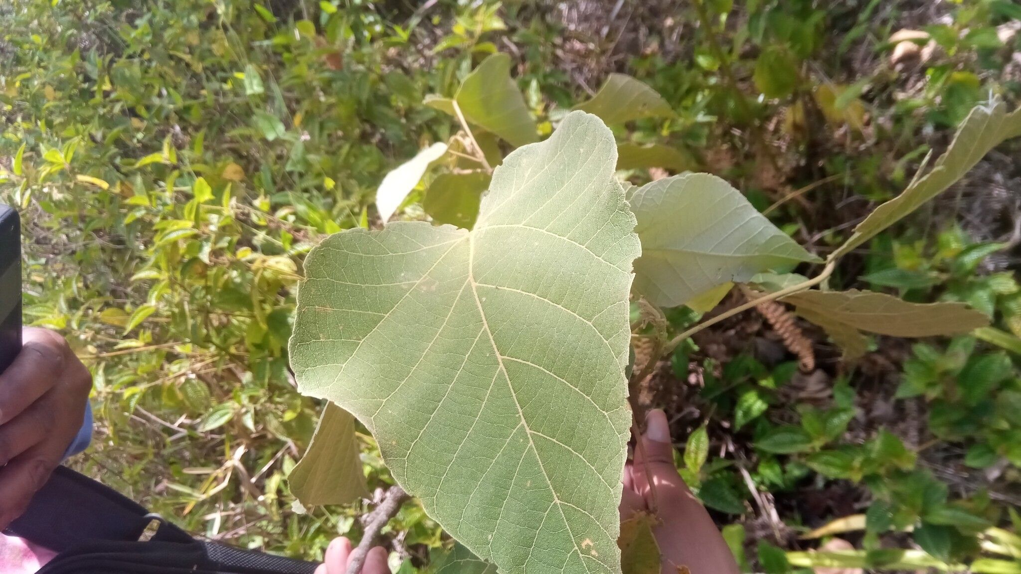 Croton mongue leaf