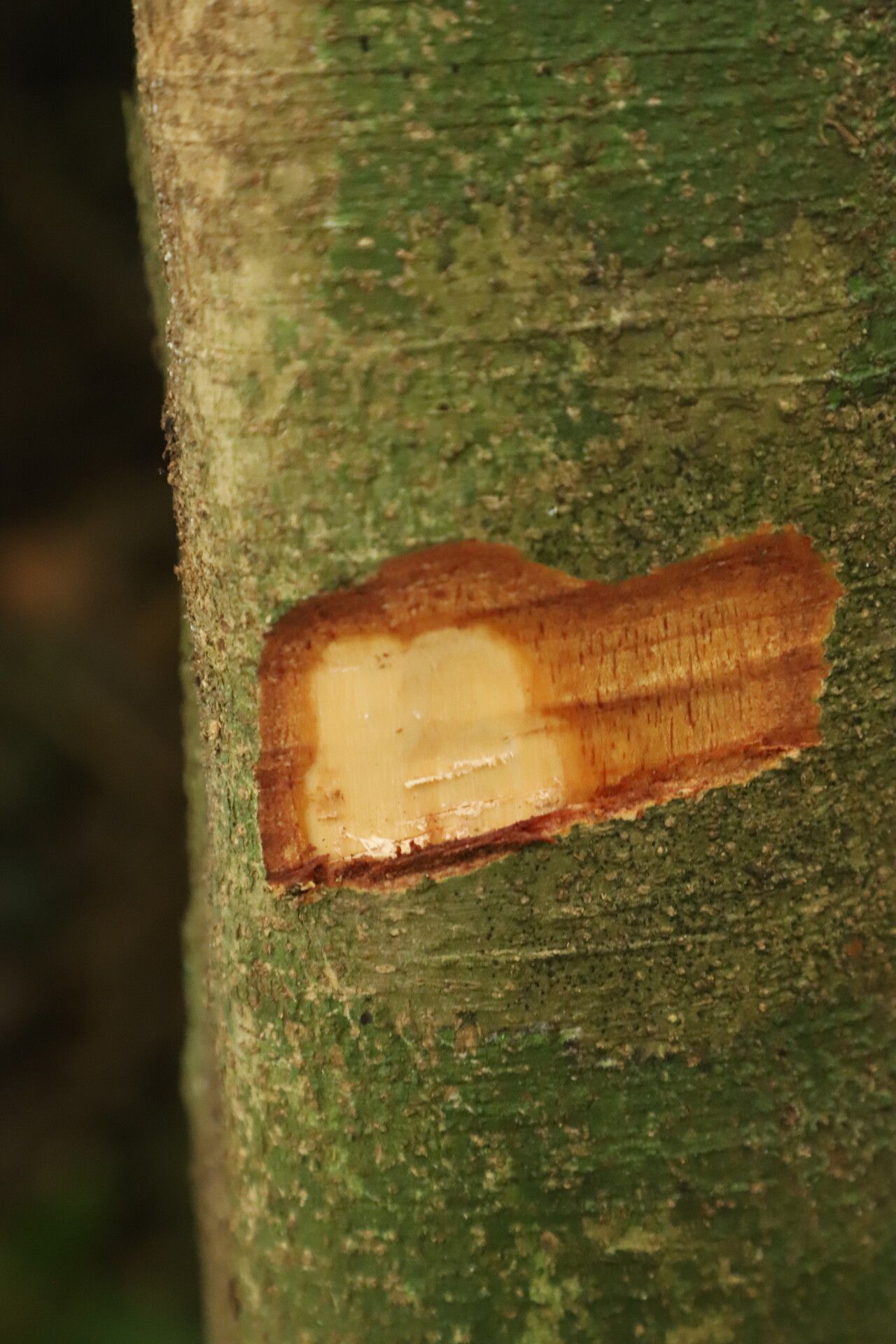 Celtis prantlii bark