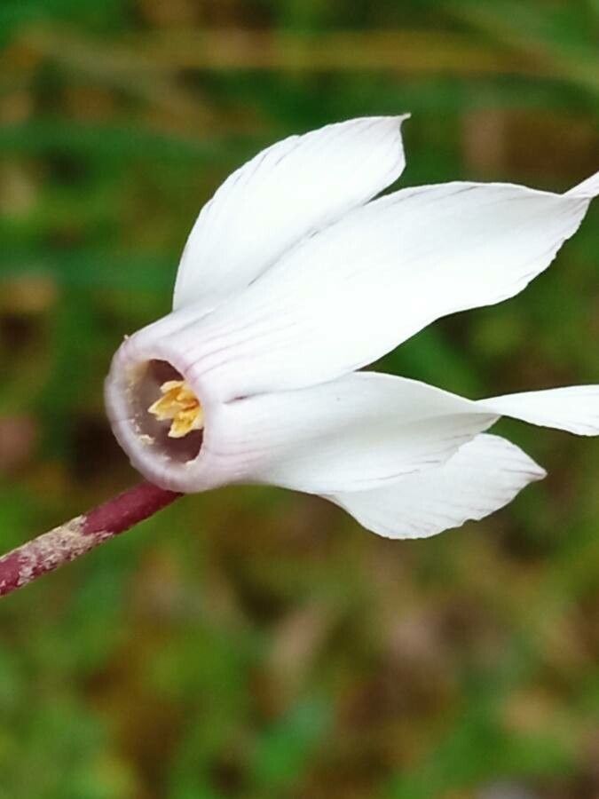 Cyclamen balearicum flower