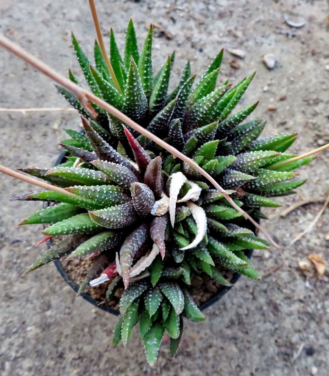 × Astrolista bicarinata habit