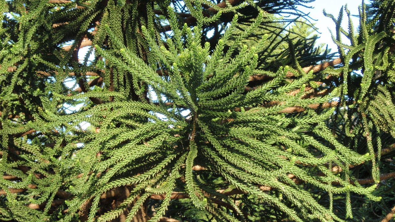 Araucaria luxurians — search result for 'Araucaria'