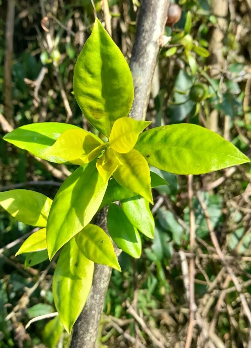Pereskia aculeata — related species from the same genus