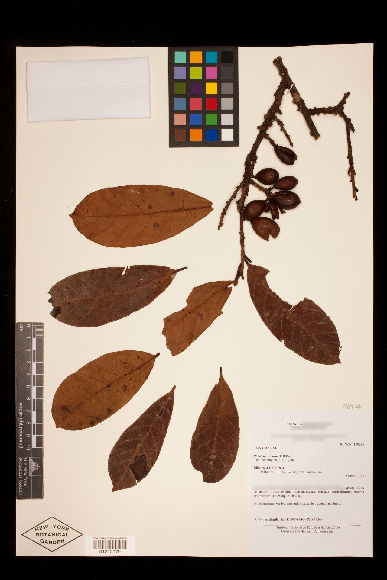 Pouteria minima fruit