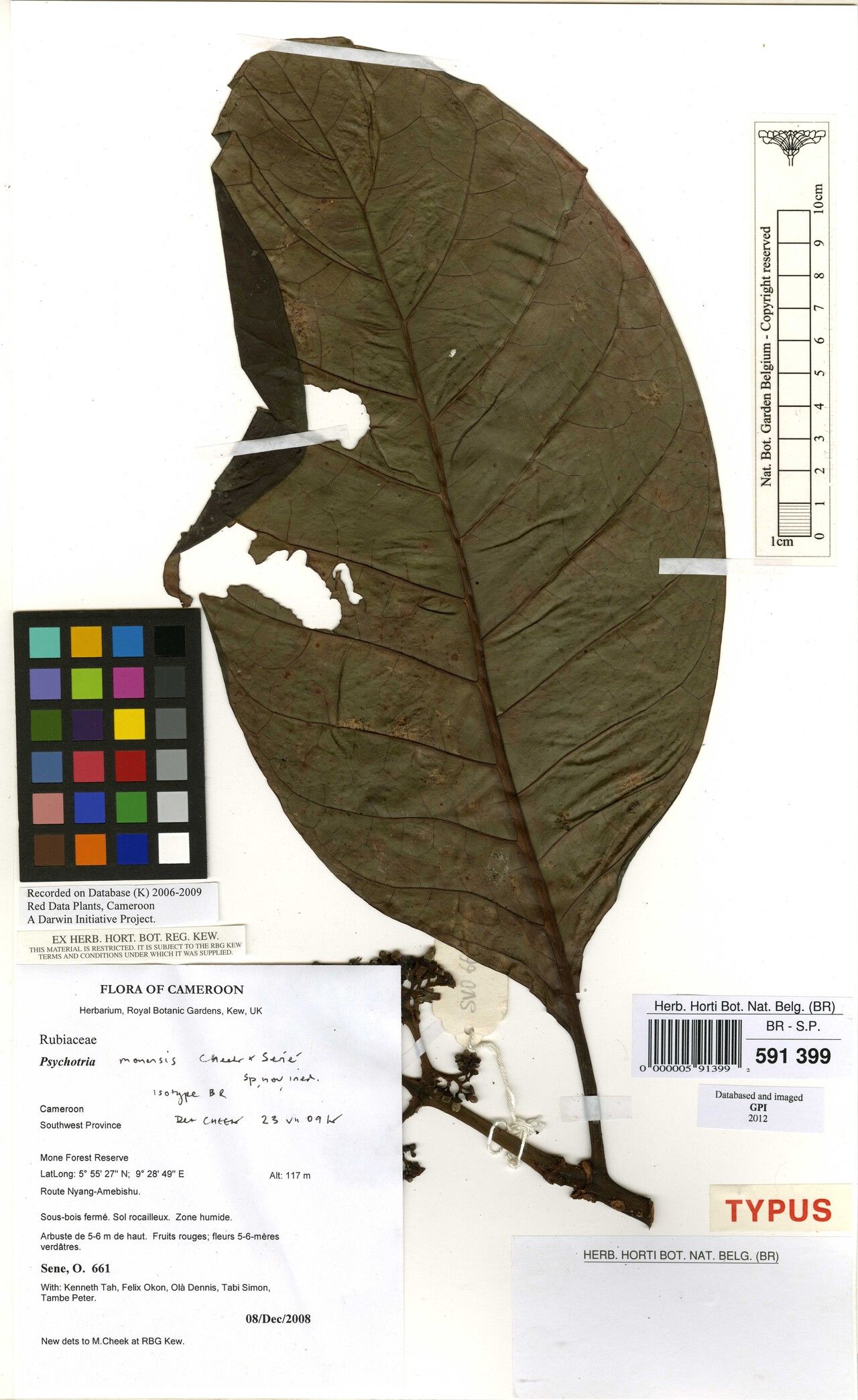 Psychotria monensis — houseplant care guide