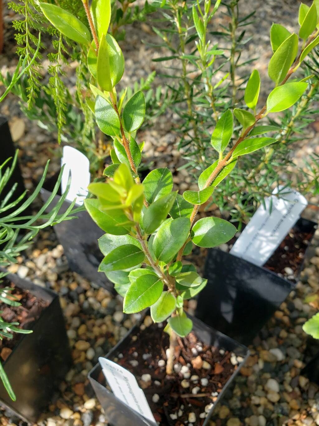 Myrceugenia ovata — houseplant care guide