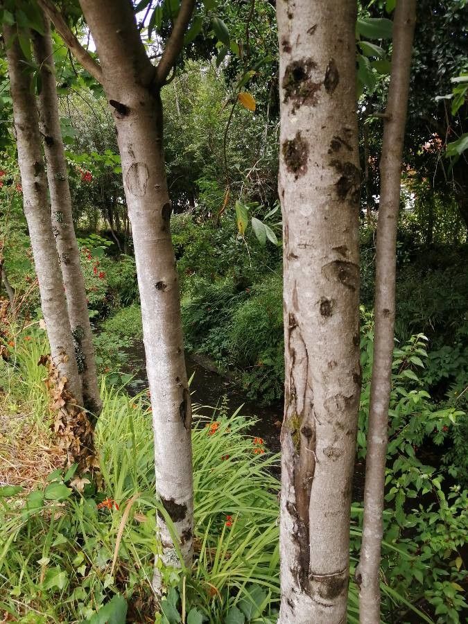 Laureliopsis philippiana bark