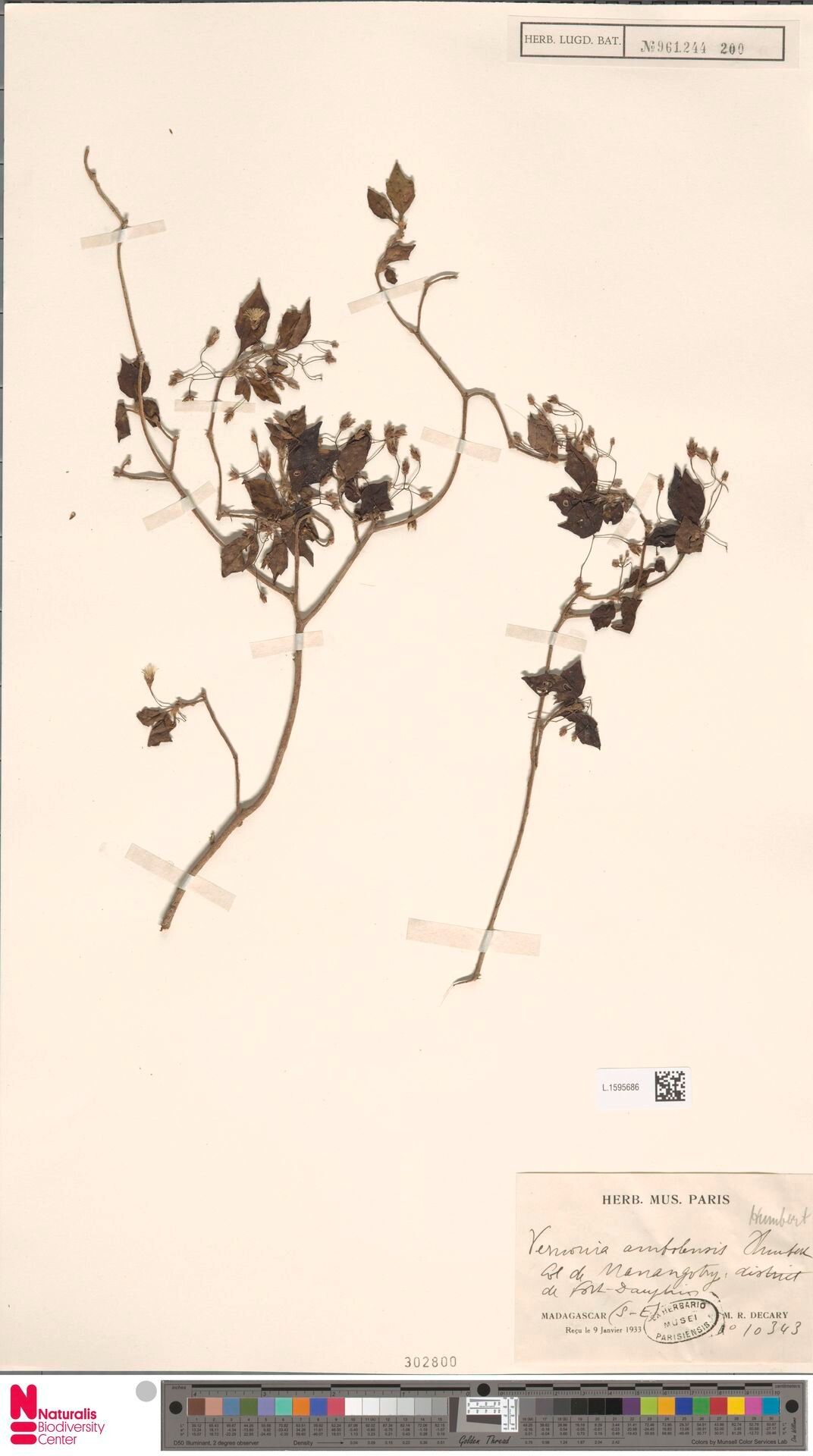 Vernonia ambolensis — related species from the same genus