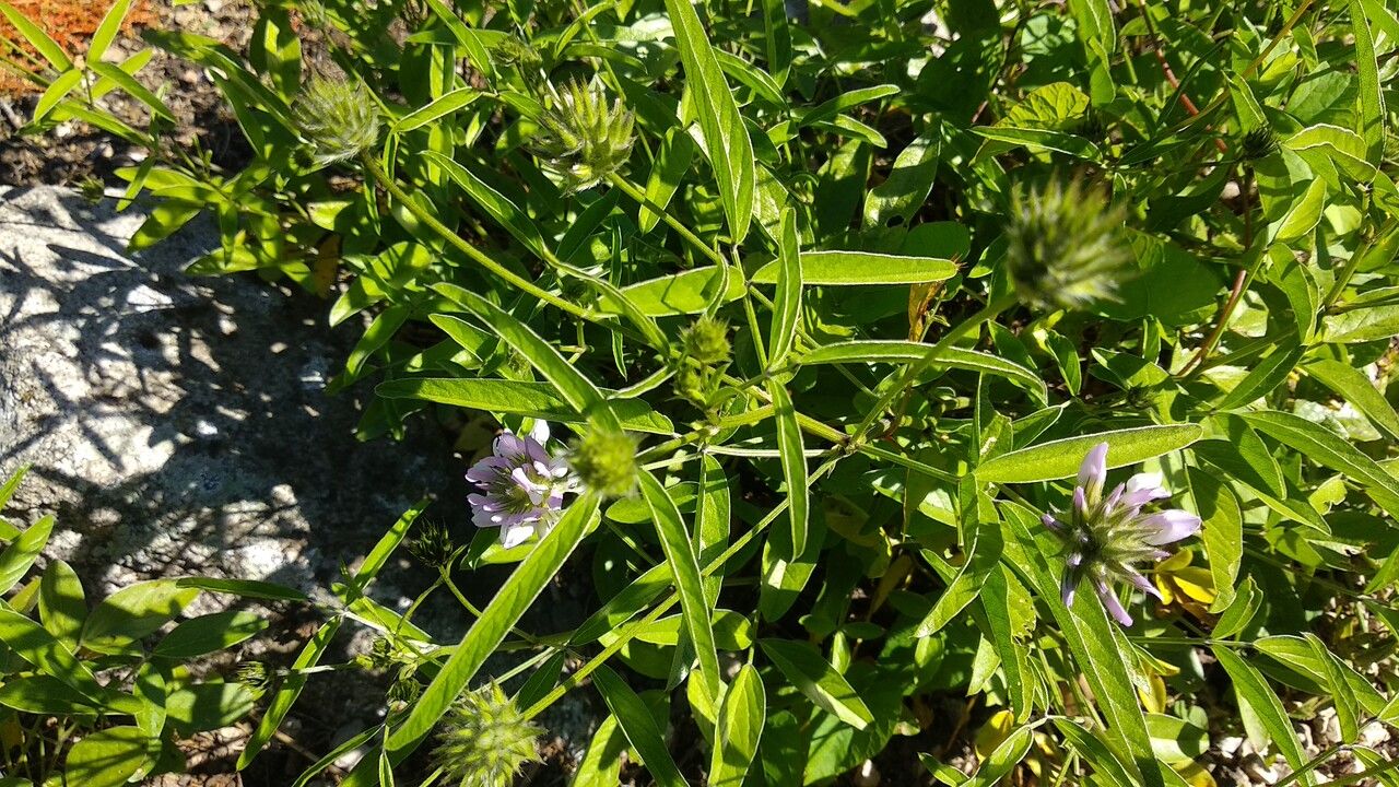 Bituminaria morisiana leaf