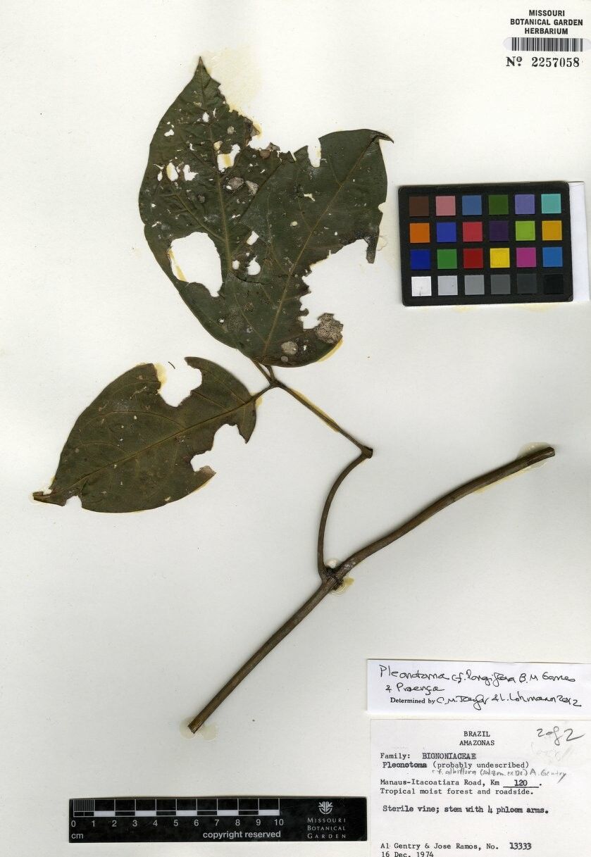 Pleonotoma longiflora — related species from the same genus