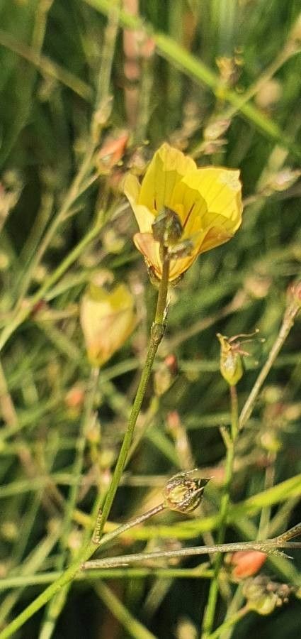 Linum volkensii flower