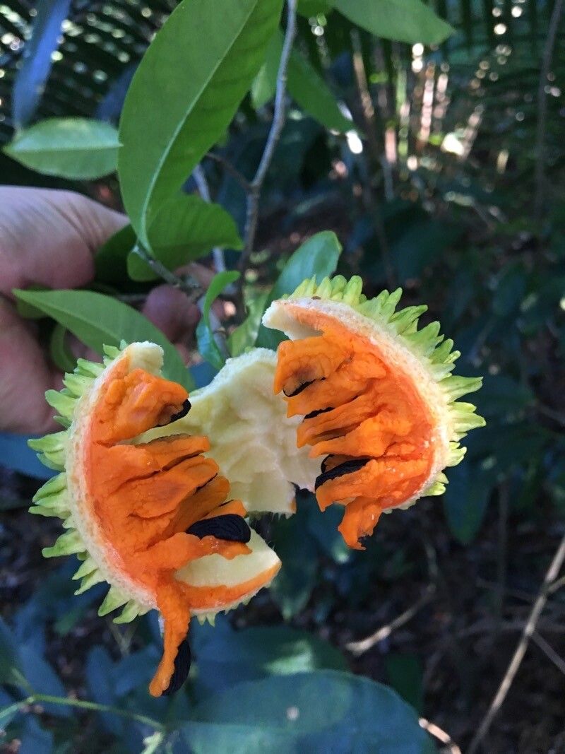 Tabernaemontana salzmannii — search result for 'Tabernaemontana'