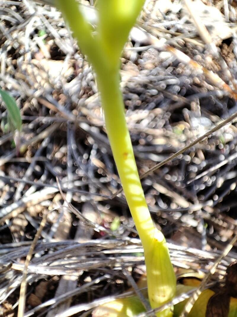 Ophrys lupercalis bark
