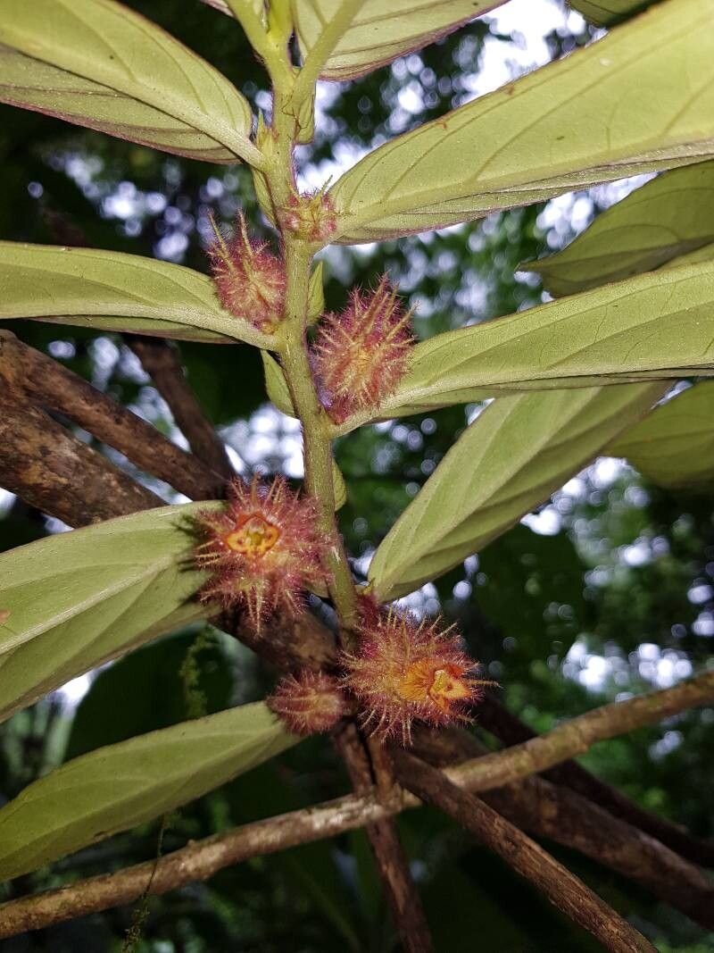 Columnea segregata flower