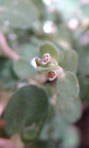 Euphorbia chamaesyce flower