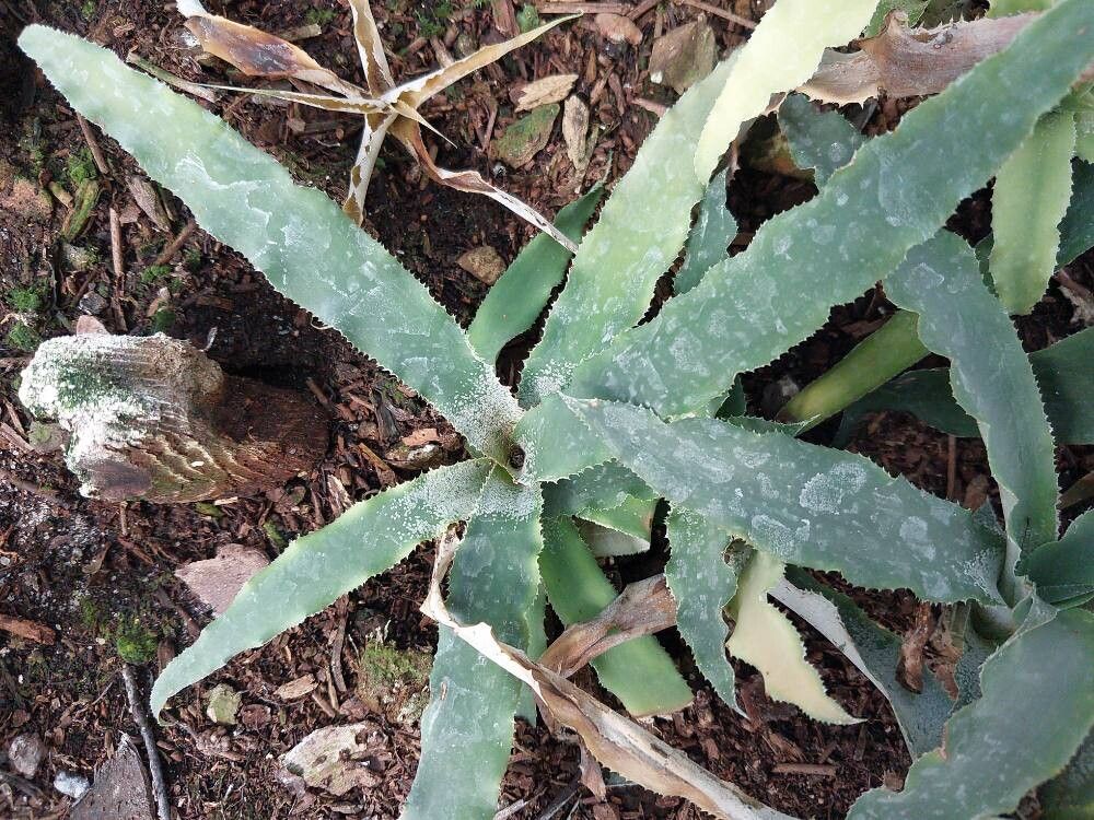 Cryptanthus odoratissimus — houseplant care guide