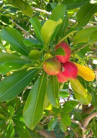 Ochrosia elliptica fruit
