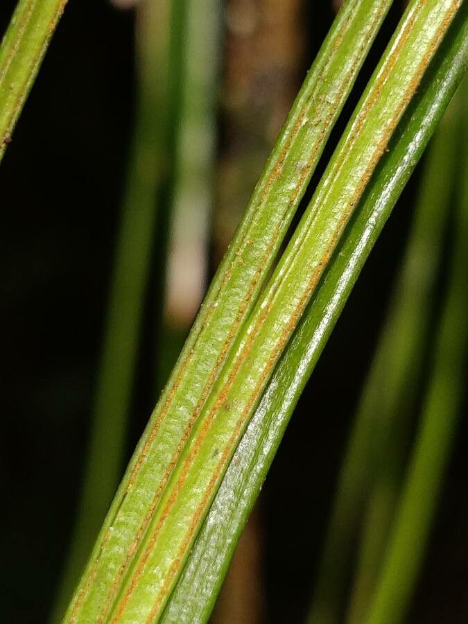 Vittaria isoetifolia leaf