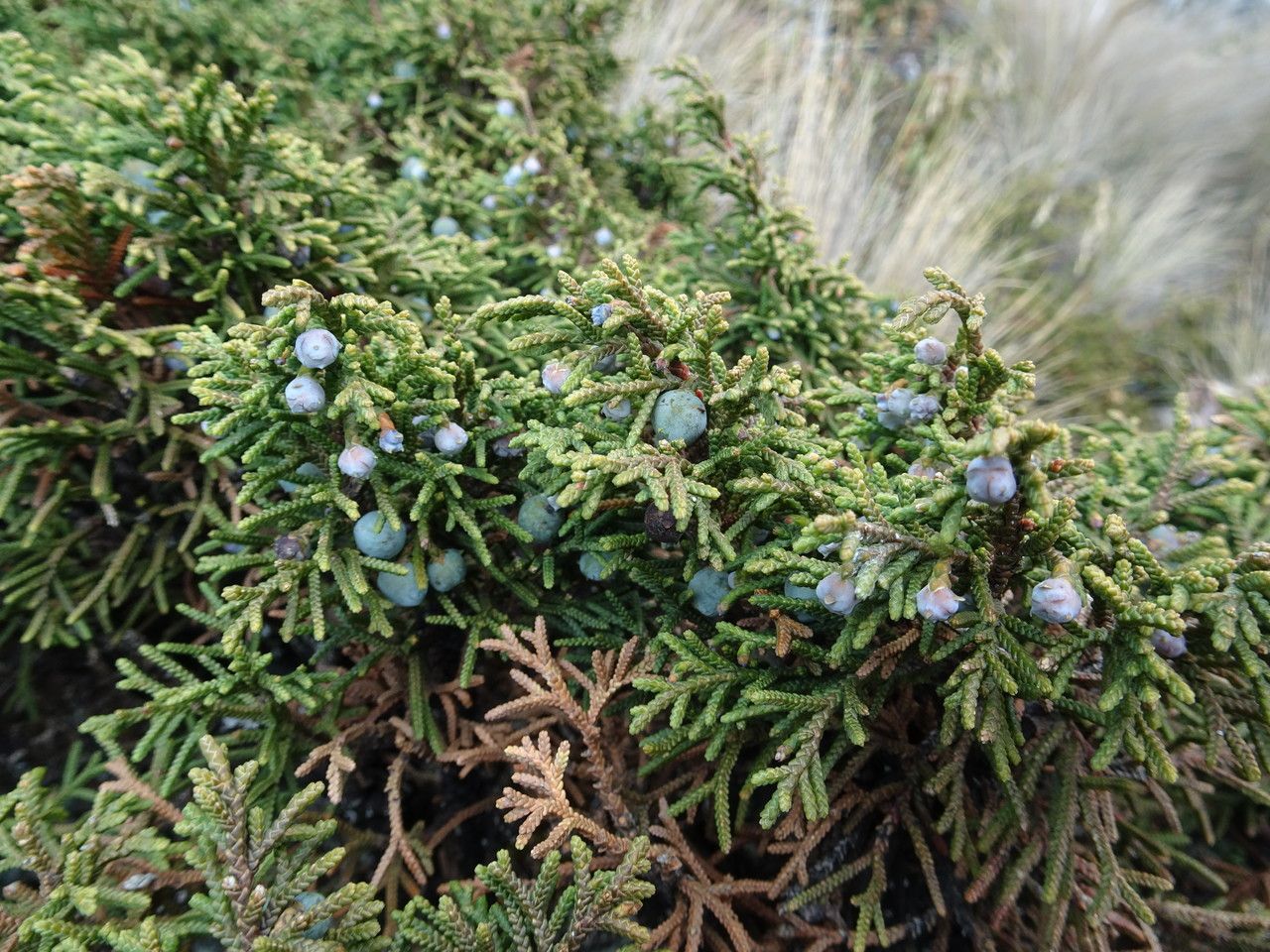 Juniperus monticola fruit