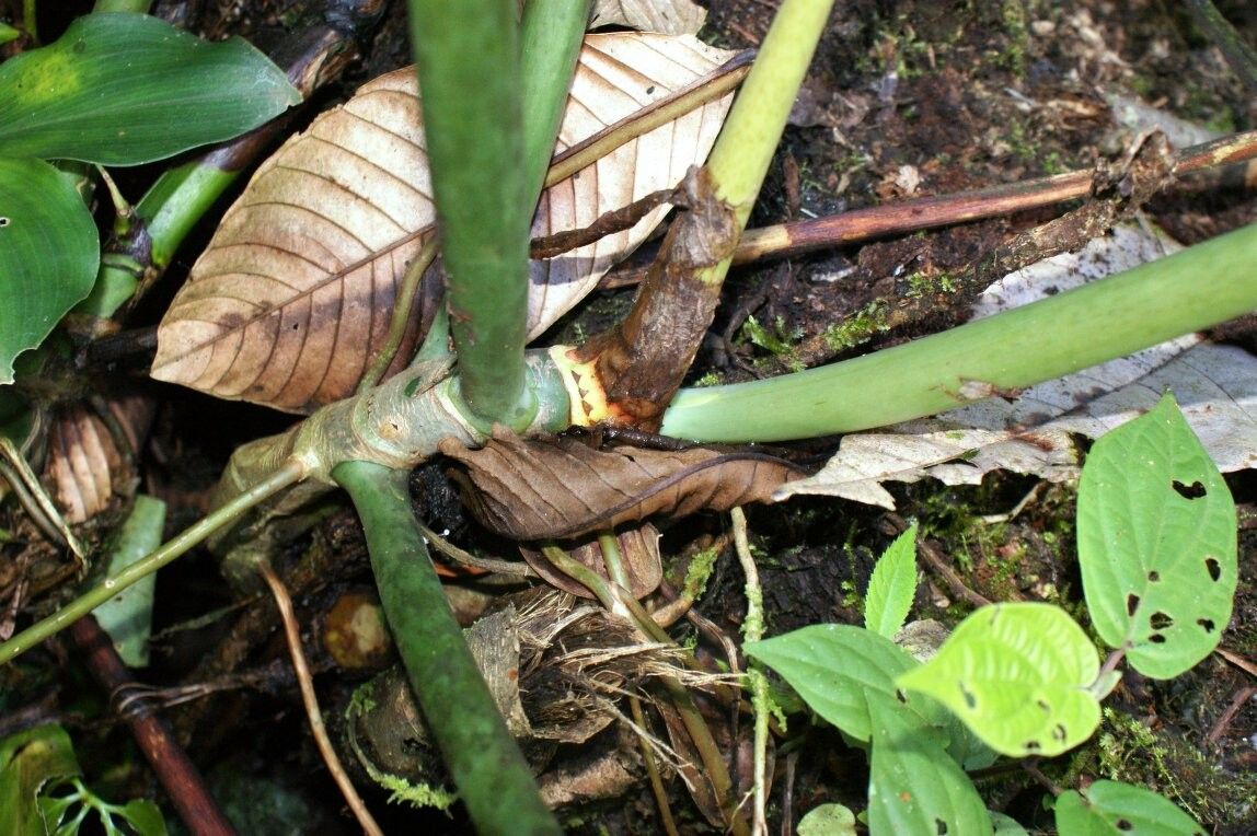 Philodendron deflexum bark