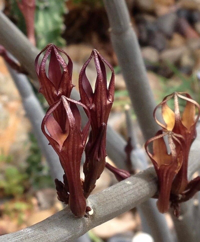 Ceropegia fusca flower